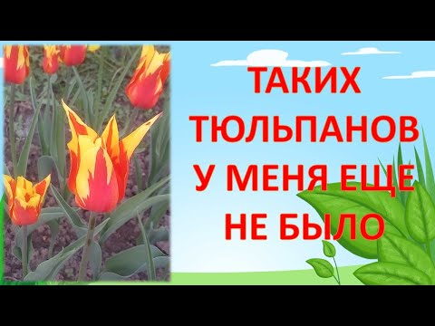 Видео: НОВИНКА!!! Обзор тюльпанов Файер Вингс Fire Wings (Огненные крылья) 🌷🌷🌷