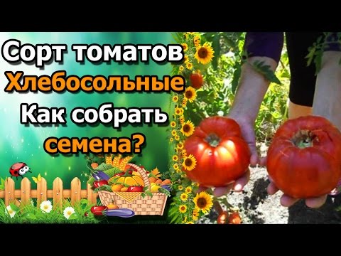 Видео: 🍅Как собрать семена помидор. Сорт томата "Хлебосольные".