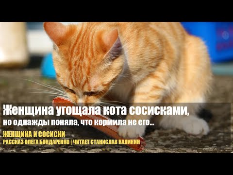 Видео: Женщина угощала бездомного кота сосисками, но однажды поняла, что кормит не его