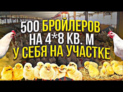 Видео: Содержание птенца бройлера, бизнес на бройлере, выращивание содержание бройлера кобб 500, Ветаптека