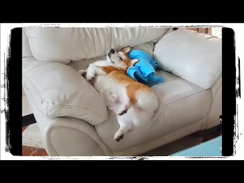 Видео: КОРГИ - Смешные Корги 🐶 Приколы с Собаками | Funny Dogs #737