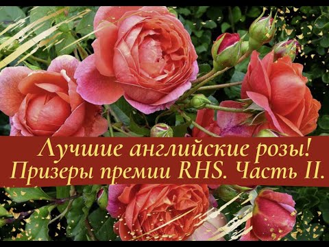 Видео: Лучшие английские розы. Призеры премии RHS Award of Garden Merit. Часть II.