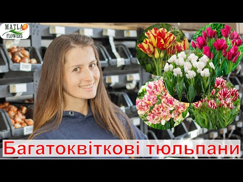 Видео: Багатоквіткові тюльпани, які точно вас здивують
