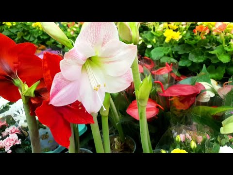 Видео: 🪴🌿ЛЕРУА МЕРЛЕН🍃🍂Появились ли Новинки?🌱🍁