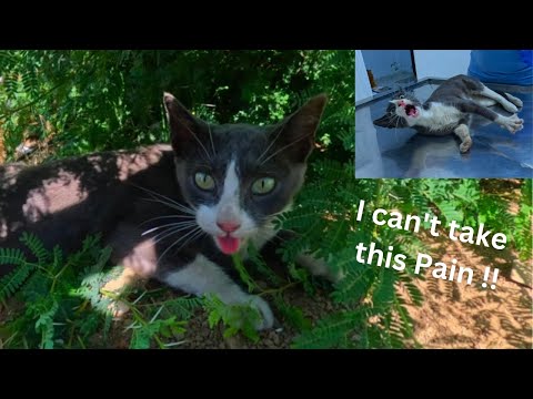 Видео: Эту кошку сбила машина, и она плакала от боли.