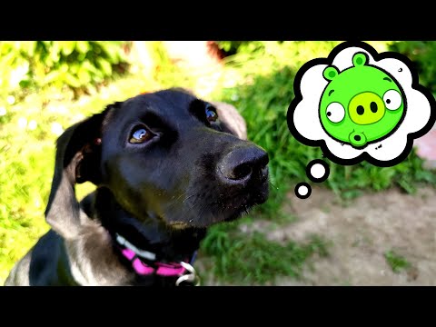 Видео: КУЧЕШКА РУТИНА / PET TAG