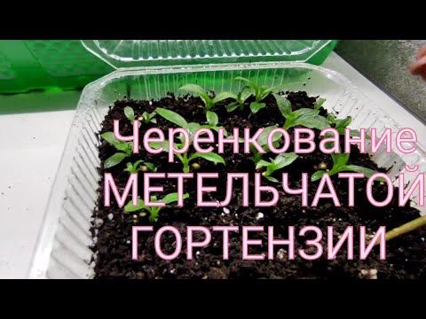 Видео: ЧЕРЕНКОВАНИЕ  МЕТЕЛЬЧАТОЙ ГОРТЕНЗИИ  ПОСЛЕ ОБРЕЗКИ МОЛОДОГО ПРОШЛОГОДНЕГО САЖЕНЦА 🌿🌿🌿