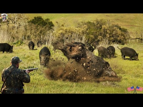 Видео: Дикие кабаны буйствуют на полях! Охотники борются за спасение всего — Невероятная охота на диких ...
