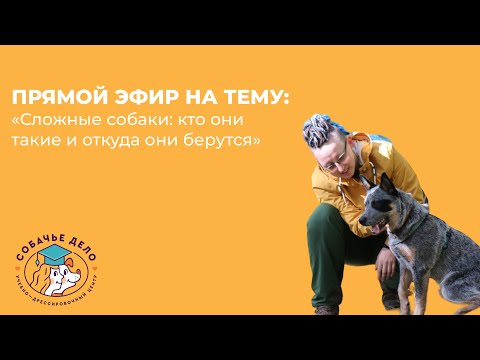 Видео: Запись прямого эфира с Виолеттой Четиной | Сложные собаки: кто они такие и откуда берутся