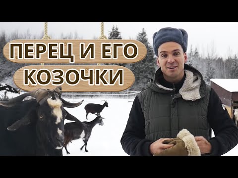Видео: Как живут козы на ферме? / Как отличить козу от козла?