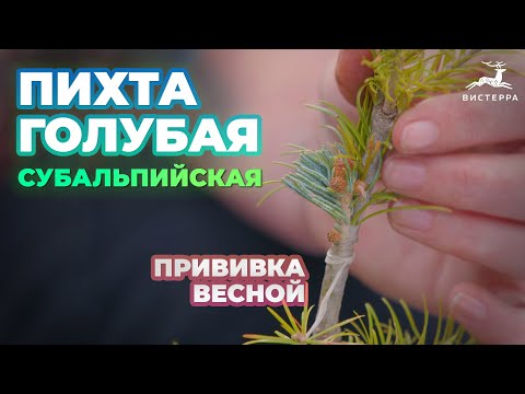 Видео: ПИХТА СУБАЛЬПИЙСКАЯ КОМПАКТА ПРИВИВКА ВЕСНОЙ | ПИХТА ГОЛУБАЯ
