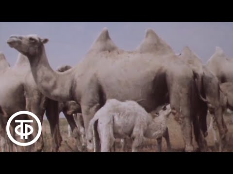 Видео: В объективе - животные. Дромадеры, бактрианы (1981)
