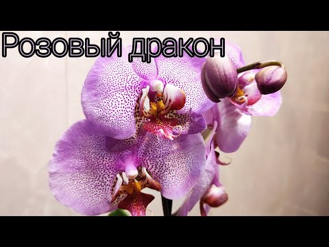 Видео: 08.01.21. новая ОРХИДЕЯ  Розовый дракон пересадка в керамзит.