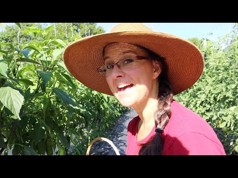 Видео: Этот урожай халапеньо идеально подходит для СЛАДКИХ и ПРЯНЫХ ковбойских конфет!!