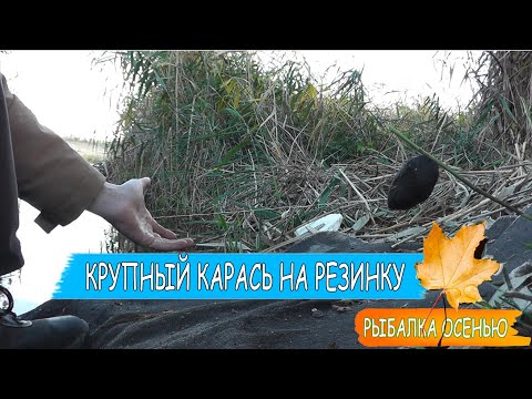 Видео: Большие караси на резинку Рыбалка осенью на карася