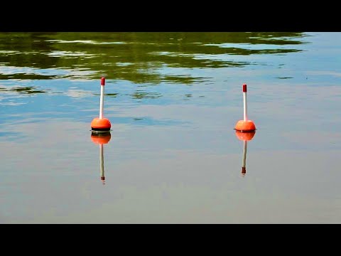 Видео: Первая рыбалка на толстолоба! Ловля на технопланктон!
