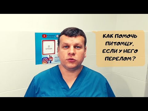 Видео: КАК ПОМОЧЬ ПИТОМЦУ, ЕСЛИ У НЕГО ТРАВМА?