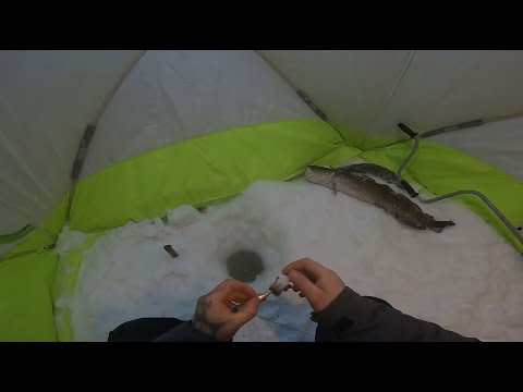 Видео: Рыбалка.Налим в глухозимье.