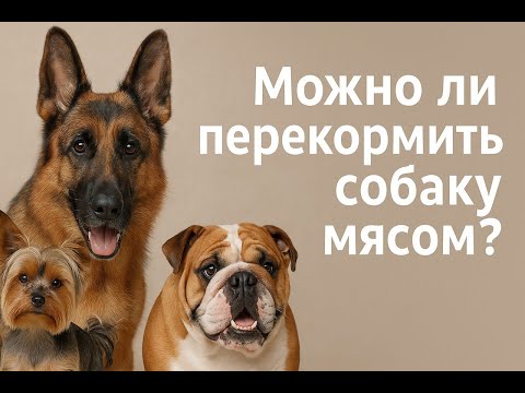 Видео: Можно ли перекормить собаку мясом или как влияет избыток белка в рационе собак на развитие у них ХПН