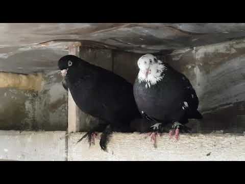 Видео: 01.08.19. Голуби Линька Корм. Pigeons Moult Food.