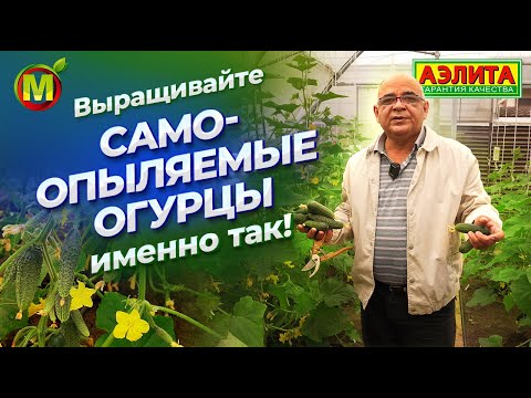 Видео: ПАРТЕНОКАРПИЧЕСКИЕ ОГУРЦЫ: особенности выращивания.