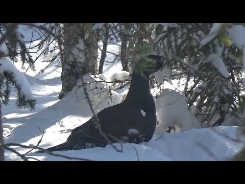 Видео: Смелый глухарь