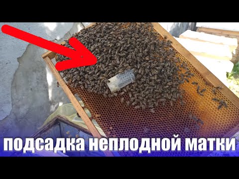 Видео: Как сделать отводок пчел. Технология создания однорамочного отводка на неплодную матку