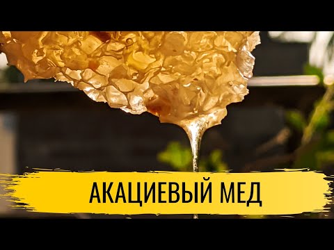 Видео: Мед. Акациевый мед