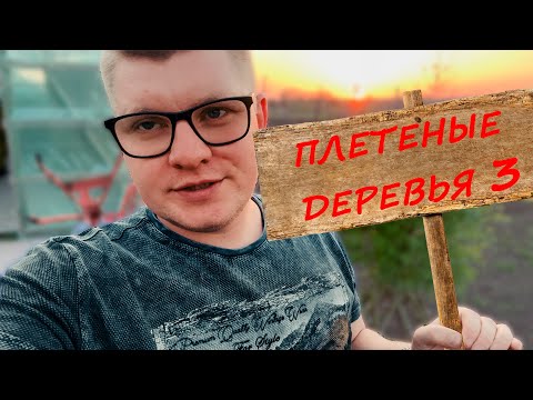 Видео: ЭТО ЧУДО! ПЛЕТЕНЫЕ ДЕРЕВЬЯ ИЗ СОРТОВОЙ ИВЫ. ЧАСТЬ 3. ДЕРЕВЬЯ ГОТОВЫ К ПРОДАЖЕ!