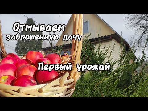 Видео: Первый урожай с заброшенной дачи. Симпатичные находки. Первый декор для дачки.