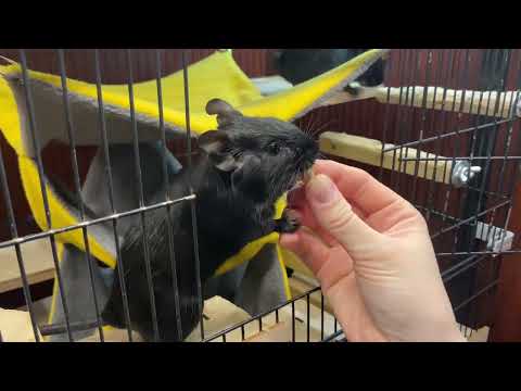 Видео: Милашки дегу): Полцарства за вкусняху):#животные #дегу