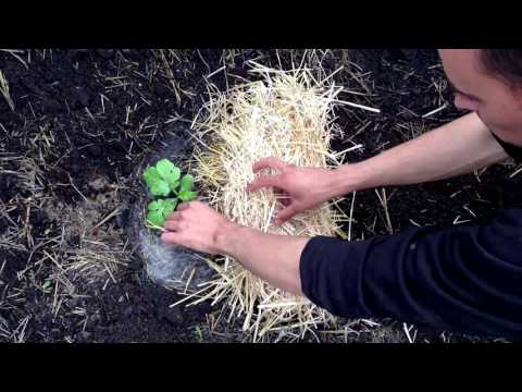 Видео: Секреты высадки арбузов / Выращивание арбузов / Как правильно высадить арбуз