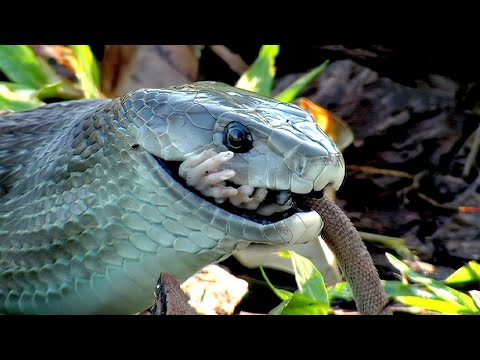 Видео: Королевы змей.  Анаконда, королевская кобра, гадюка, черная мамба.