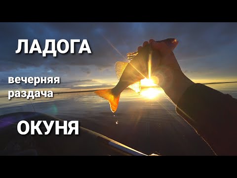 Видео: Ладожское озеро и вечерний окунь на джиг. Что делать когда нет чаек?