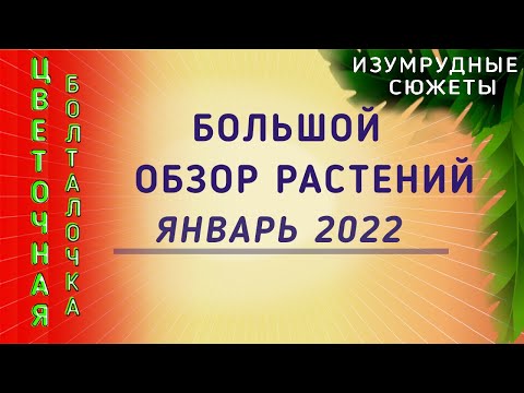 Видео: Большой Обзор Коллекции Растений В Январе 2022 || Уход За Растениями || Удобрения