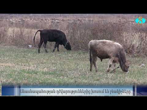 Видео: Трудности животноводства.  Անասնապահության դժվարություններից խոսում են բնակիչները