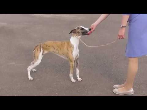 Видео: Уиппет, видео с выставки собак