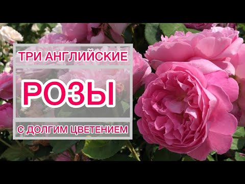Видео: ТРИ РОЗЫ, такие разные и такие надежные🌹С долгим цветением