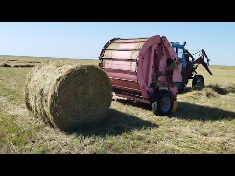 Видео: Шөп шабу, жинау науқаны..