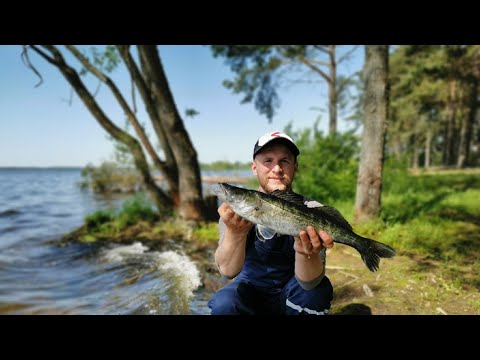 Видео: Ловля судака на спиннинг! Рыбалка в Беларуси! Рыбалка на Вилейском водохранилище!