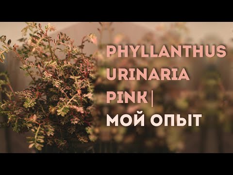 Видео: Phyllanthus urinaria pink | МОЙ ОПЫТ В ВЫРАЩИВАНИИ