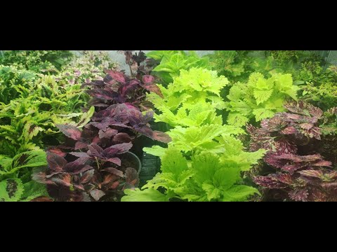 Видео: Неожиданный способ зимовки колеусов!