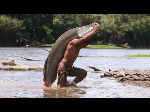 Видео: Эта рыба дышит воздухом, а ее чешуя выдерживает удары мачете - ГИГАНТСКАЯ АРАПАЙМА!