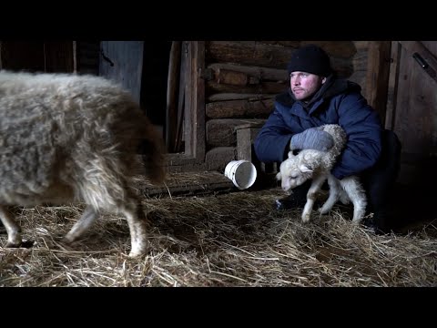 Видео: ЗИМНИЙ ДЕНЬ В ДЕРЕВНЕ. УХОД ЗА ДОМАШНИМ ХОЗЯЙСТВОМ. АСМР звуки. зима в деревне