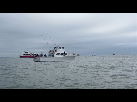 Видео: Я присоединился к вечеринке полосатых окуней из Северного Джерси!!! И завонял всех!!!