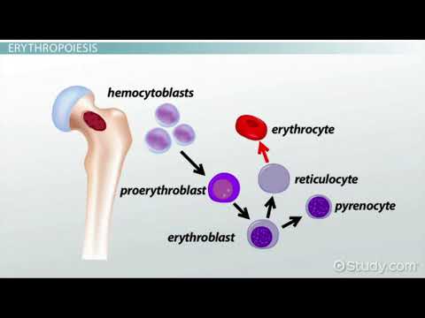Видео: Еритроцитите - Erythrocytes (short learning video)