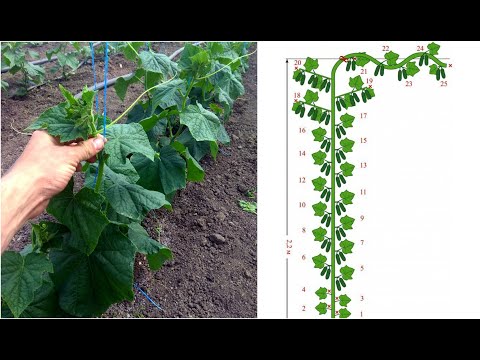 Видео: Формирование огурца в один ствол для большого урожая