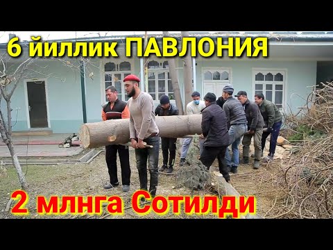 Видео: Сизхам фойдаланиб к,олинг 1 дона 6 йиллик Павлония 2 млнга сотилди