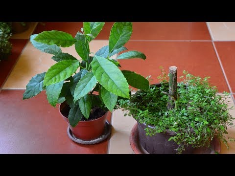 Видео: Домашний авокадо.  Кардинальные действия!