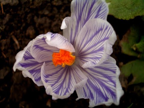 Видео: Первоцветы в саду